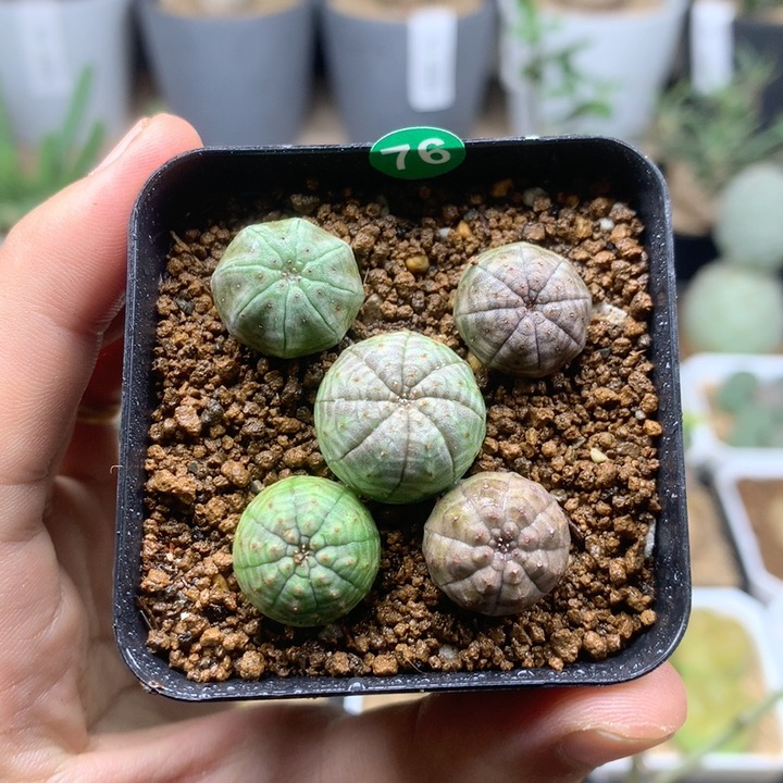 实生小欧系布纹球大戟多肉
