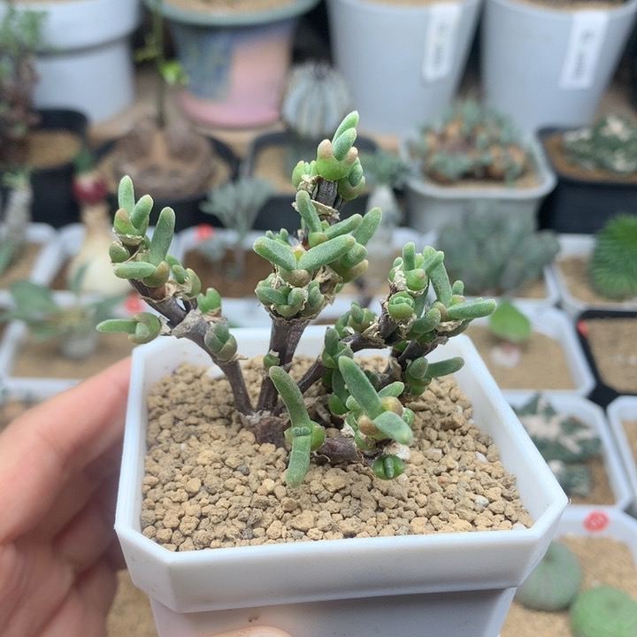 福利枝干兔子多肉脱土