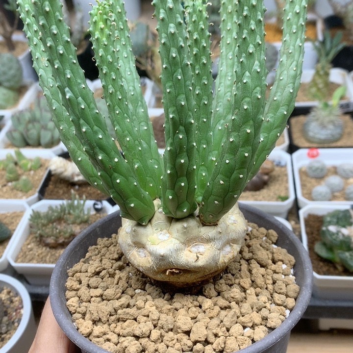 实生九头龙大戟5.7cm