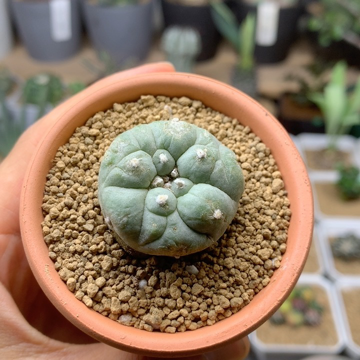古田贝侧芽仙人球 （多年萝卜根系）