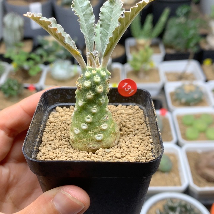 实生椰子琉桑2.3cm多肉