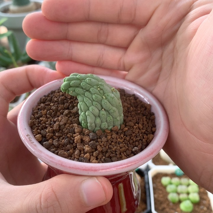 自根佛头玉罗摩科多肉