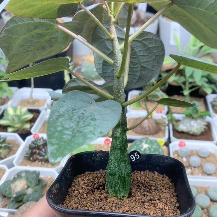 实生红叶西番莲1.8cm带盆