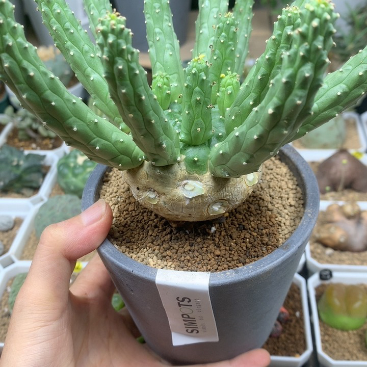 实生九头龙大戟5.6cm多肉