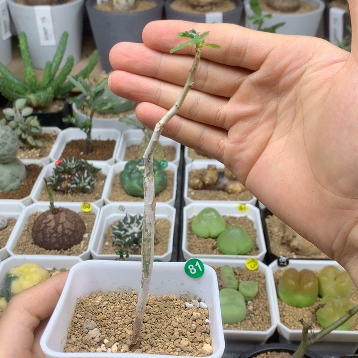 实生怀特没药橄榄带盆