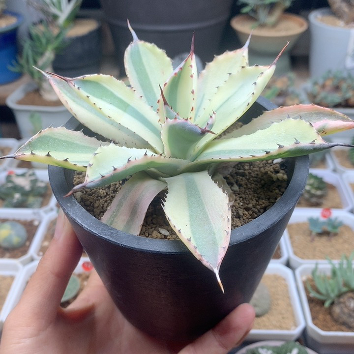 吉祥冠覆轮锦龙舌兰脱土多肉