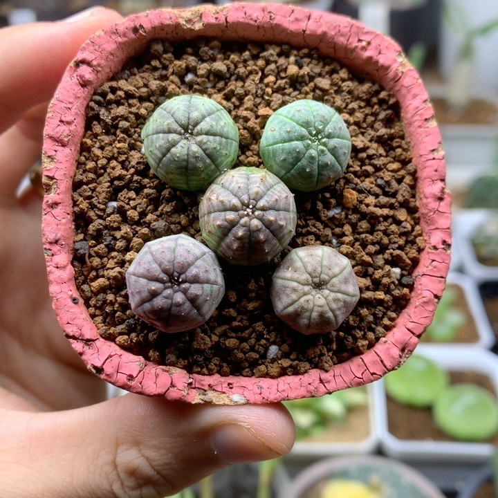 实生欧系布纹球1.4cm多肉