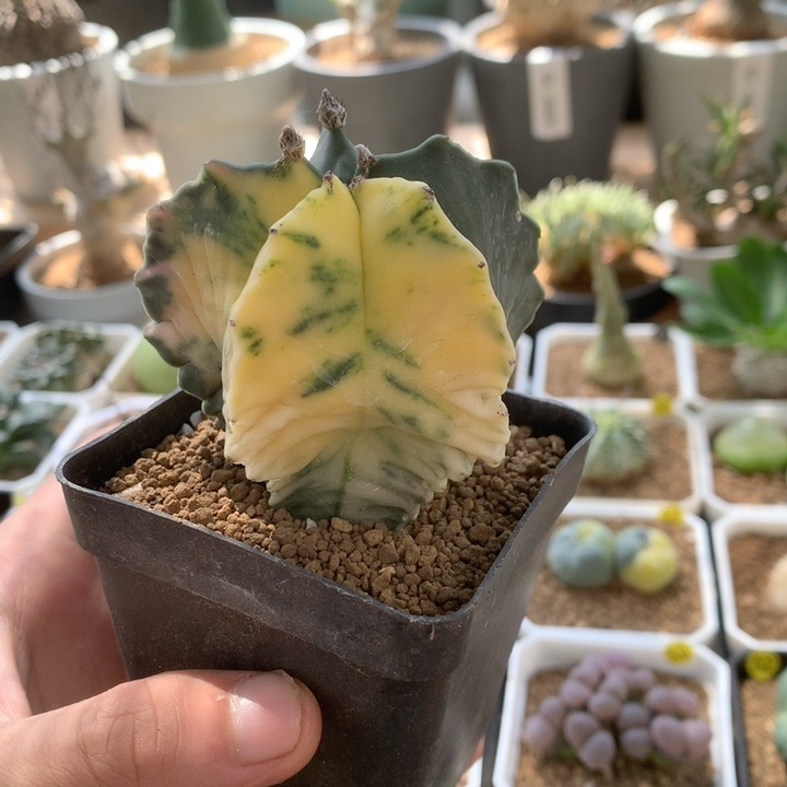 实生鸾凤玉母本带盆发货