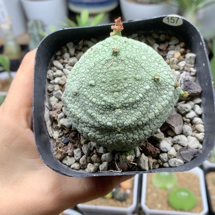 实生圆凝蹄母本5.2cm多肉