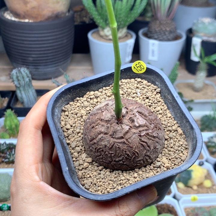 5.7cm南非龟甲龙多肉