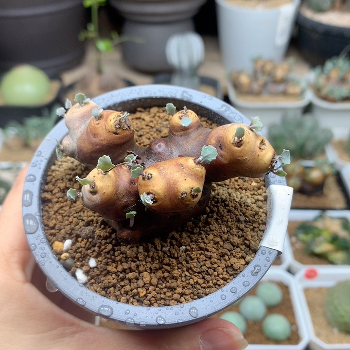 产地格加厚敦菊带盆6cm