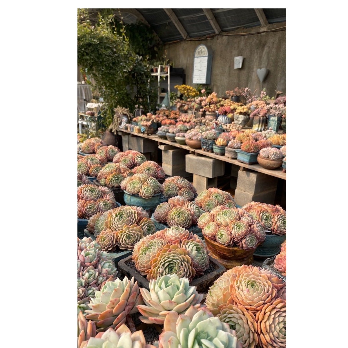 直播间专用精品多肉一物一拍植物简单梦露