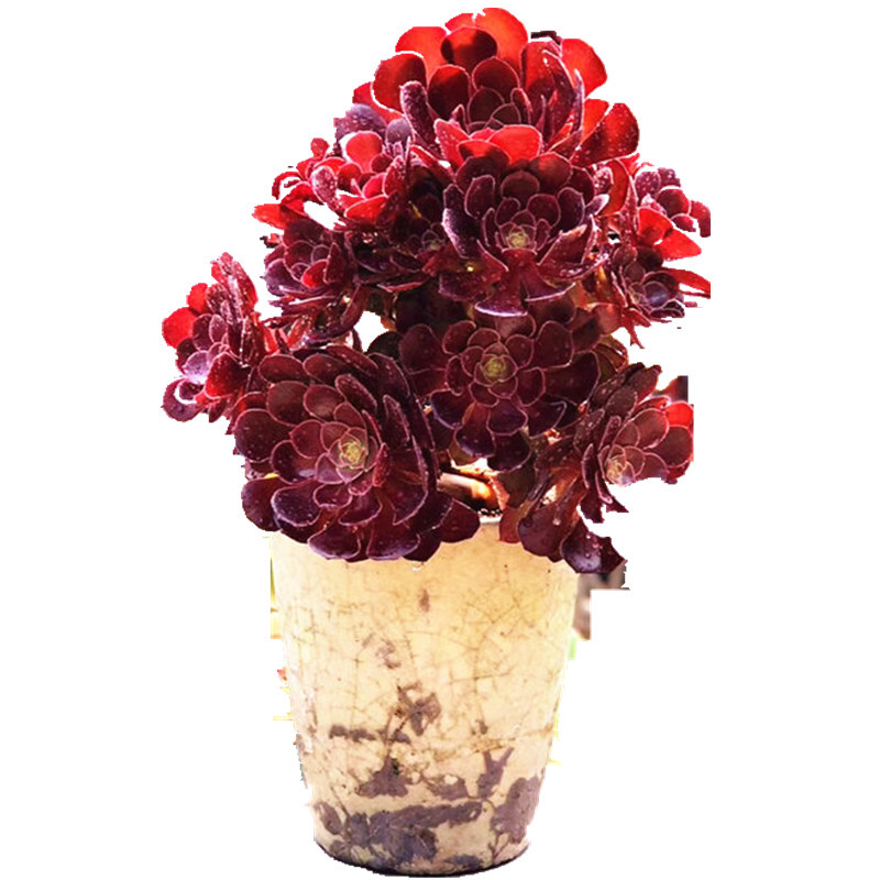 锦 萌 园 多肉法师锦一物一拍链接（满 2 8 包 邮 ）植物红色美