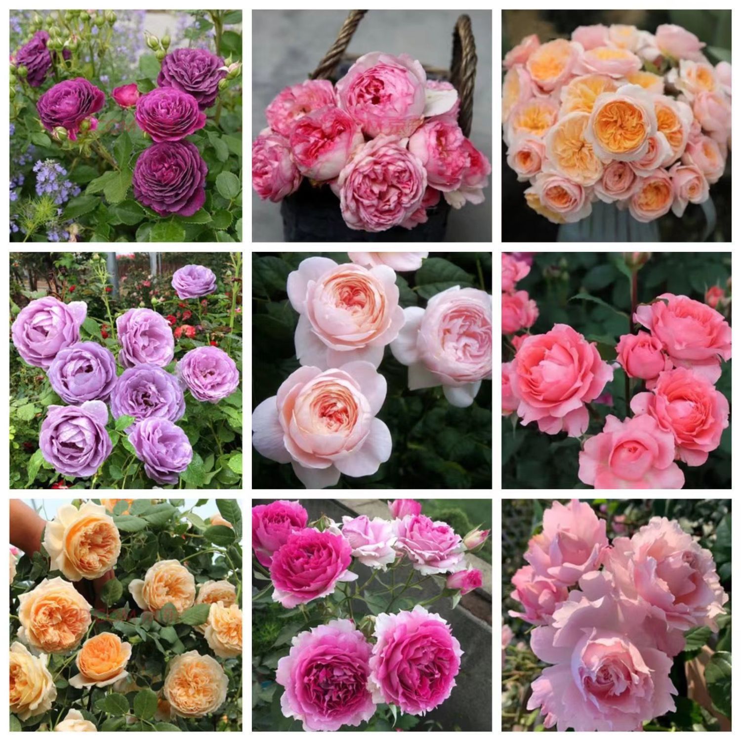 粉色月季欧月阳台庭院盆栽玫瑰花月季花苗四季爬墙开花浓香花卉