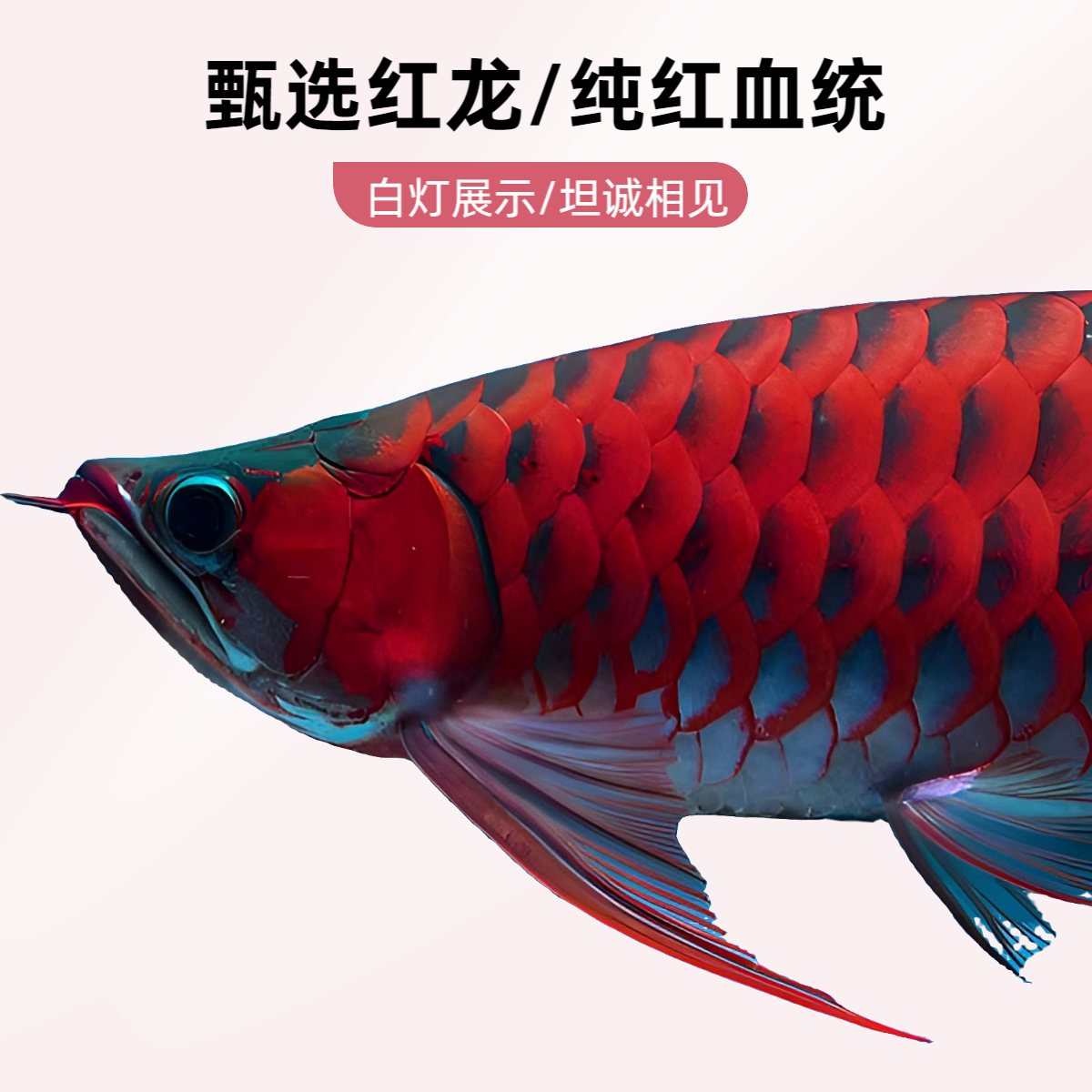 龙鱼观赏鱼印尼红龙鱼