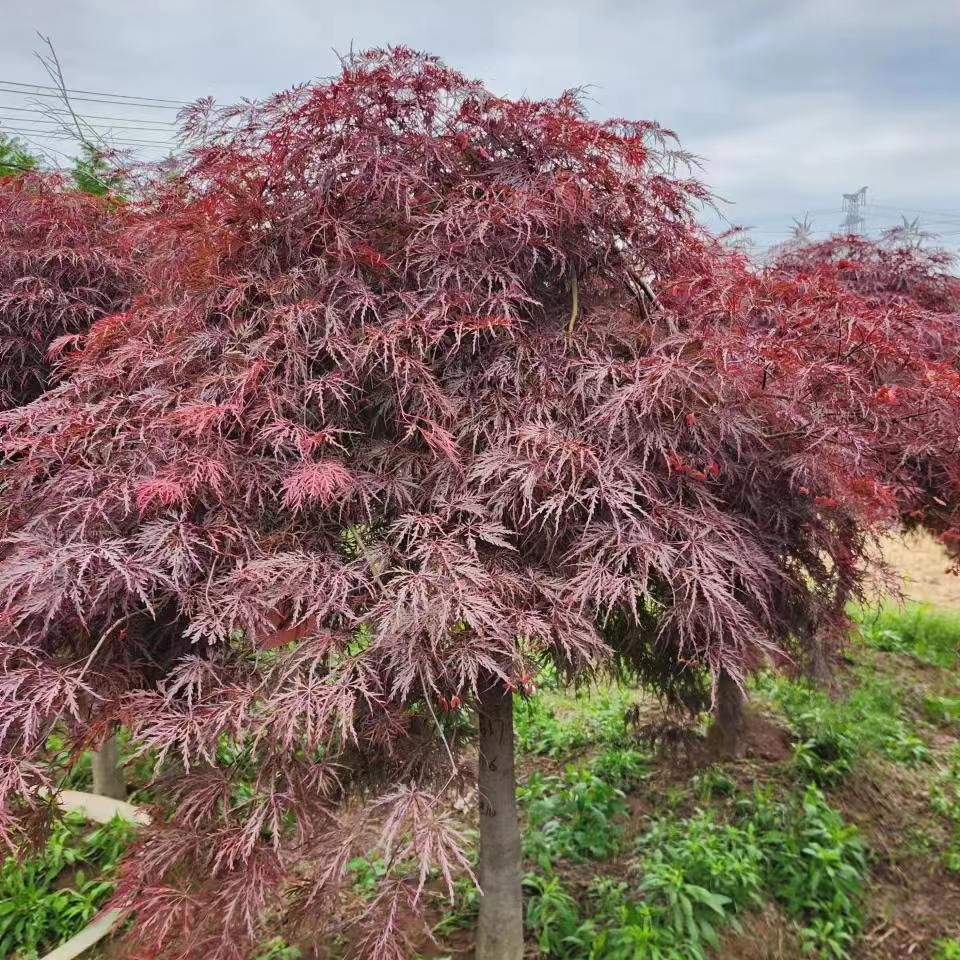 羽毛枫（盆栽、地栽） 绯红皇后别墅庭院枫树绿化树植物春季美观