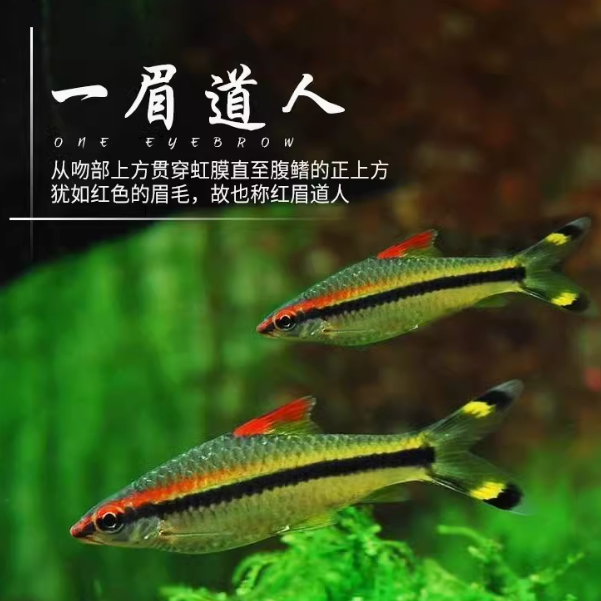 一眉道人鱼热带观赏鱼群游鱼淡水鱼草缸宠物活体渔场直发