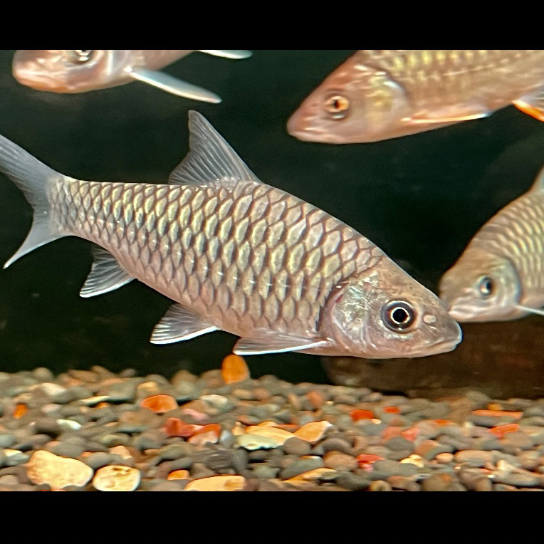 小众进口吉罗汇总链接/吉罗原生鱼