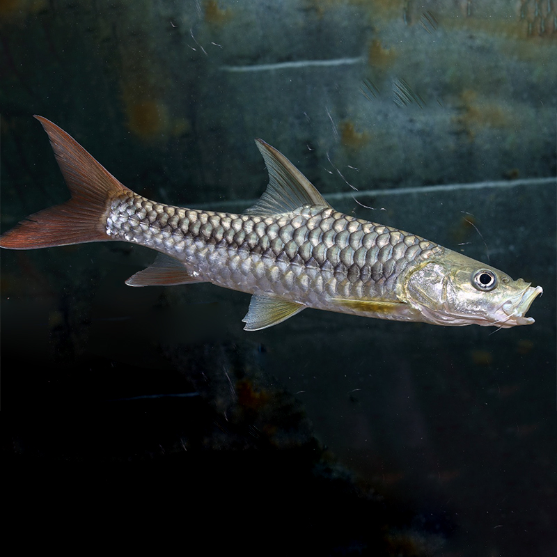 直播专用链接/吉罗原生鱼