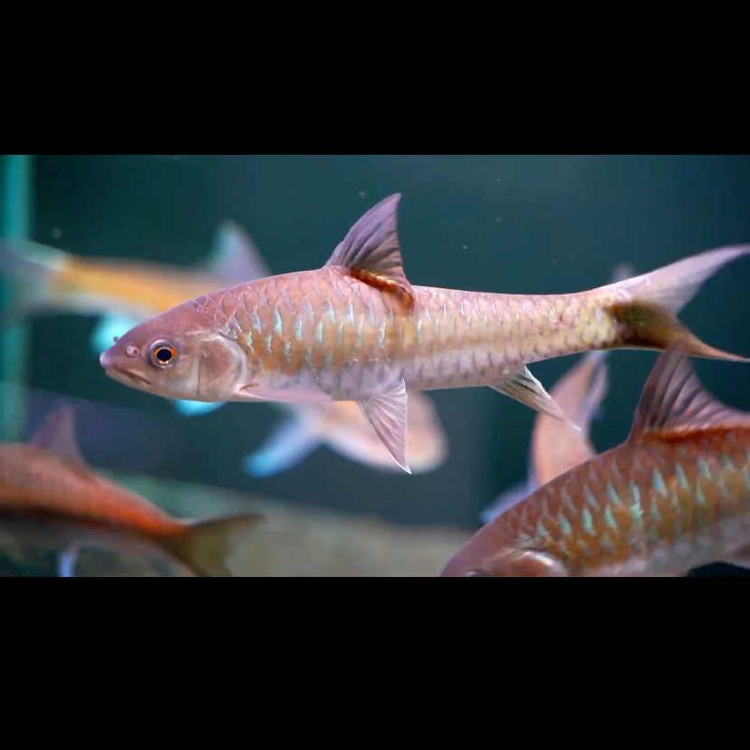 亨氏青吉罗/小体型吉罗鱼