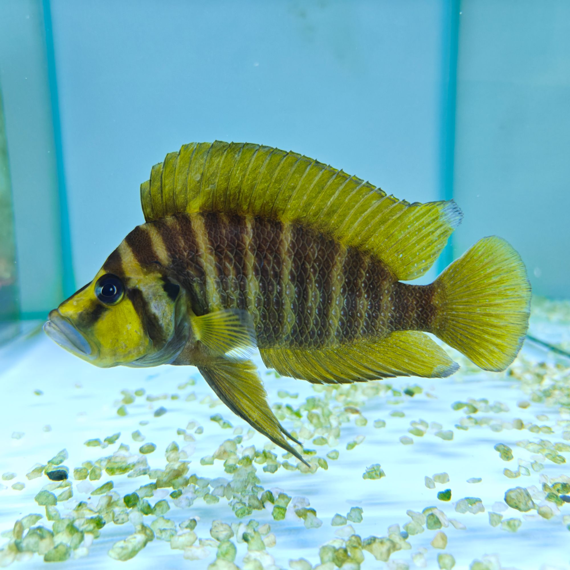 野生三湖慈鲷精品黄金虎（买2条包邮）