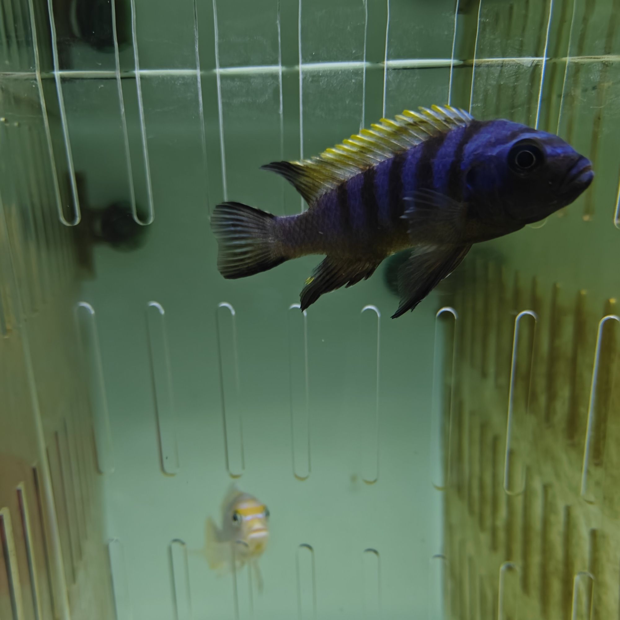 三湖慈鲷精品野生加里雷亚斑马