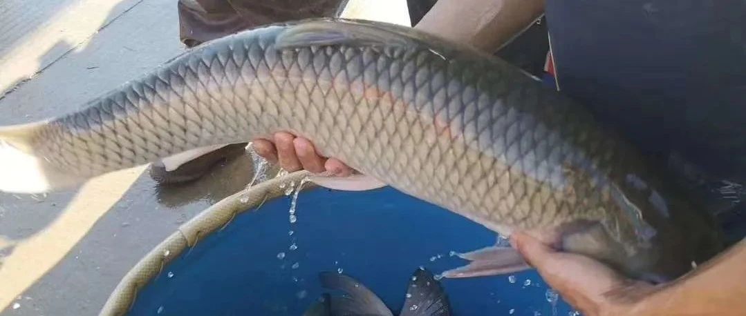 野生草根鱼13-14斤