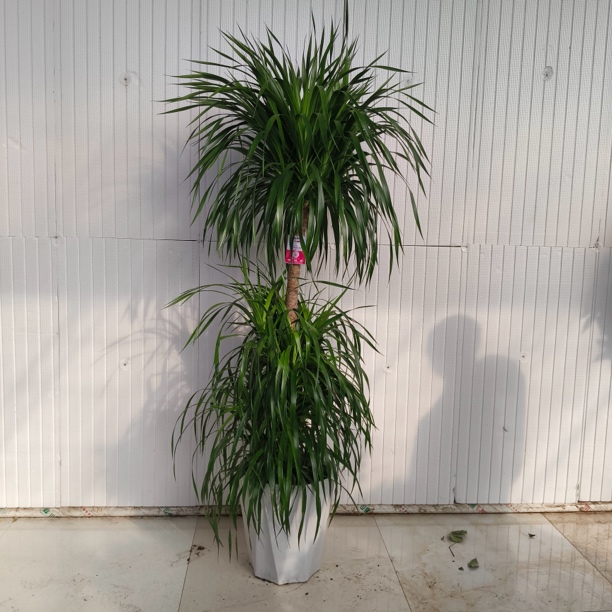 龙须树双层大型绿植盆栽