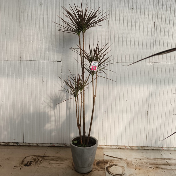 千年木大型绿植盆栽