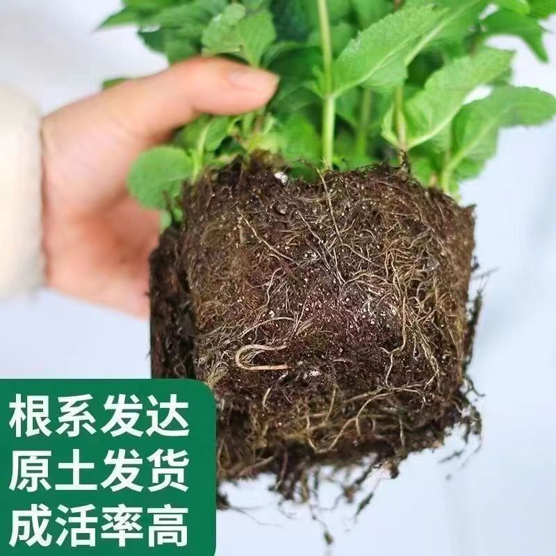薄荷盆栽薄荷原盆好苗子驱蚊虫可食用薄荷绿植办公室阳台客厅摆件