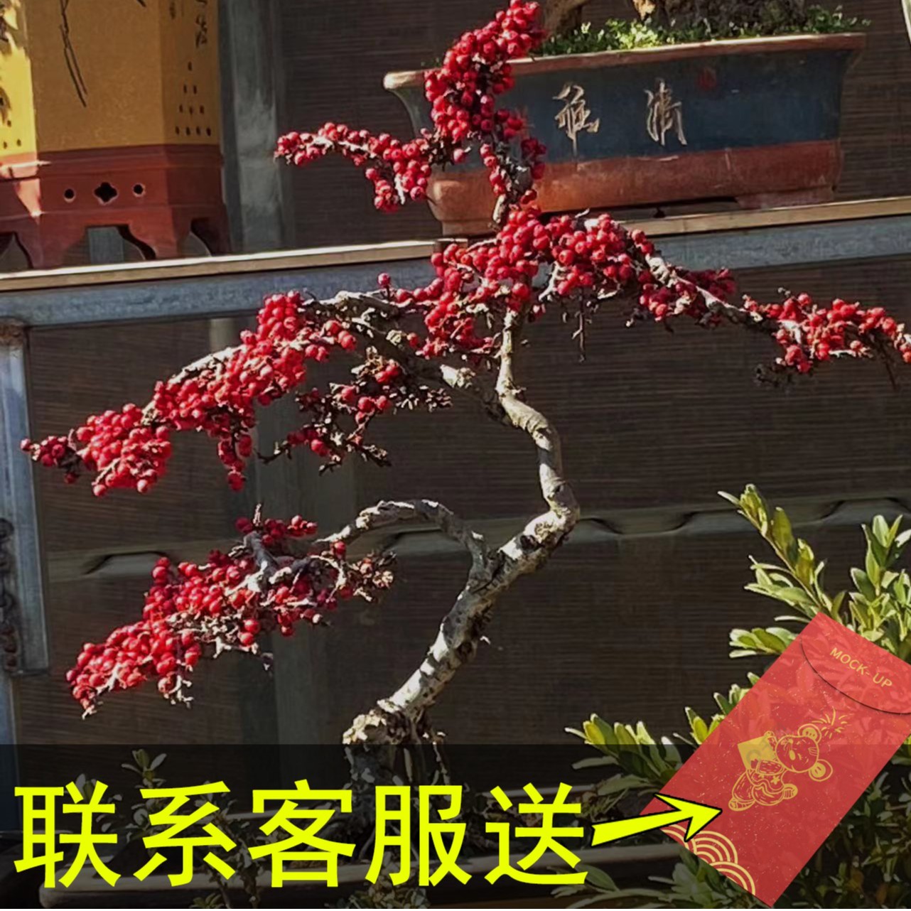 红花白花荀子铁马鞭黑刺云锦杜鹃阳台绿植盆景一物一拍