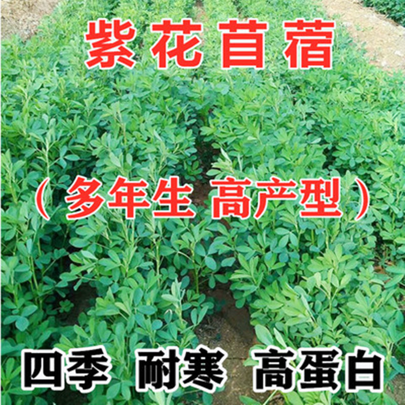 紫花苜蓿草种子多年生夏季简单播种四季牧草鸡鸭鹅牛羊鱼草种籽