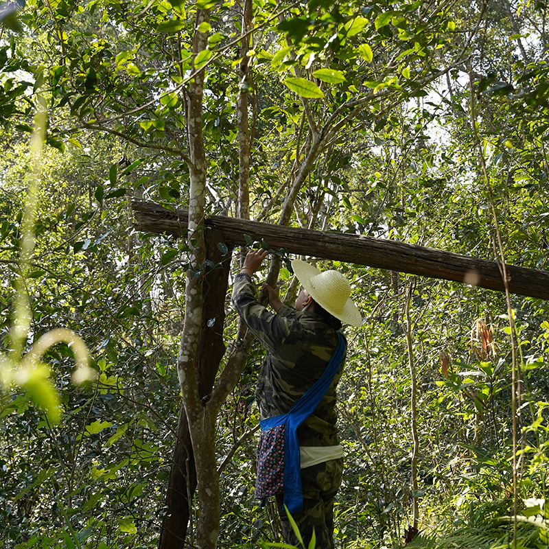 2025年【曼松王子山】大树 头春头采 普洱生茶100g铁罐装 （带茶样）