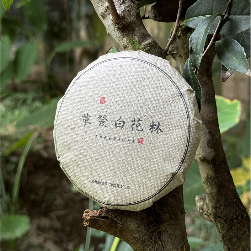 2023年 革登白花林古树纯料 头春头采 普洱生茶 100克饼（带茶样）
