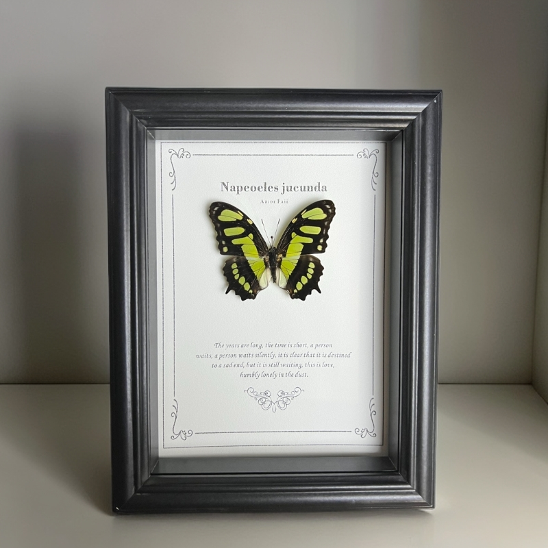 绿帘维蛱蝶蝴蝶标本相框装饰摆件收藏