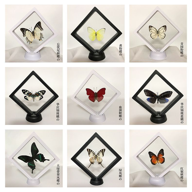 【直播拍抓蝴蝶】真实蝴蝶标本DIY摆件