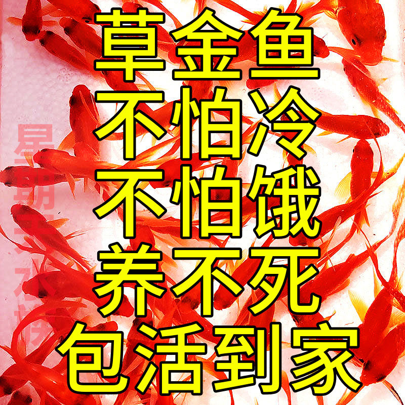 新疆包邮观赏鱼草金鱼苗养不死金鱼小鱼活鱼小宠物好养耐活养不死