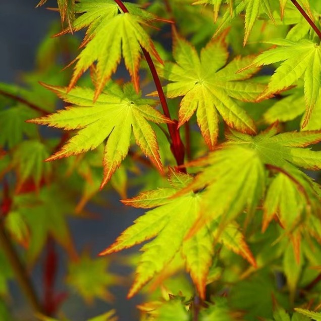 一物一拍 夏金 日本枫 观叶绿植窗台盆景庭院盆栽阳台小花园枫树