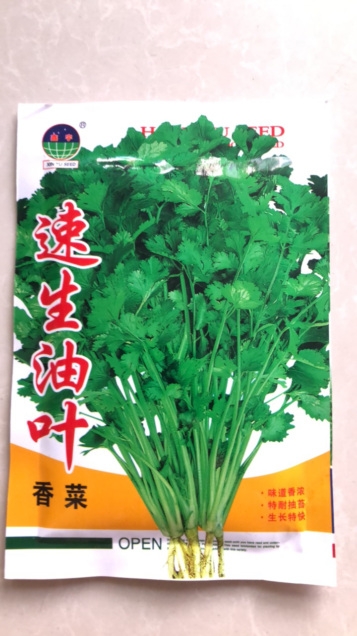 速生油夜香菜种子