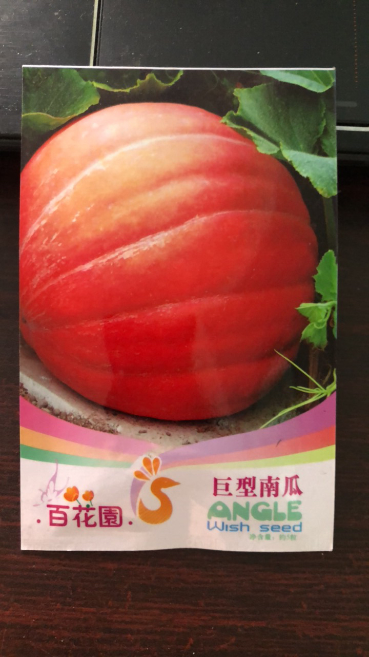 大型南瓜种子拍一发二