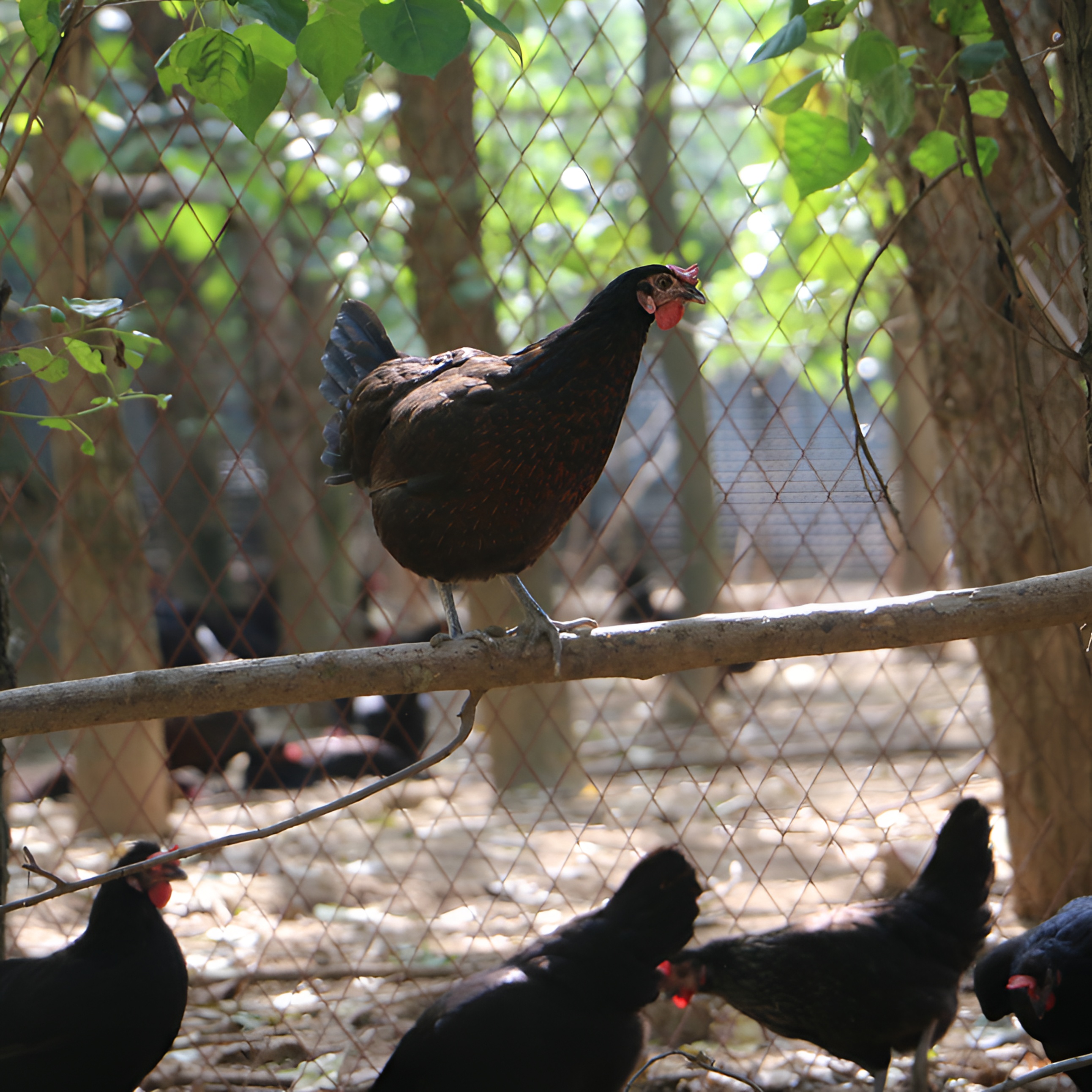 垚垚老母鸡【500天】五谷杂粮喂养  2只净重6斤 肉质紧实生态健康