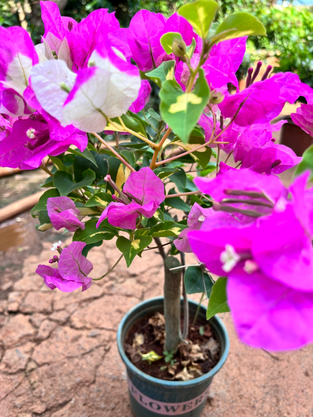 [金星双色]   加伦盆四季勤花原盆原土发