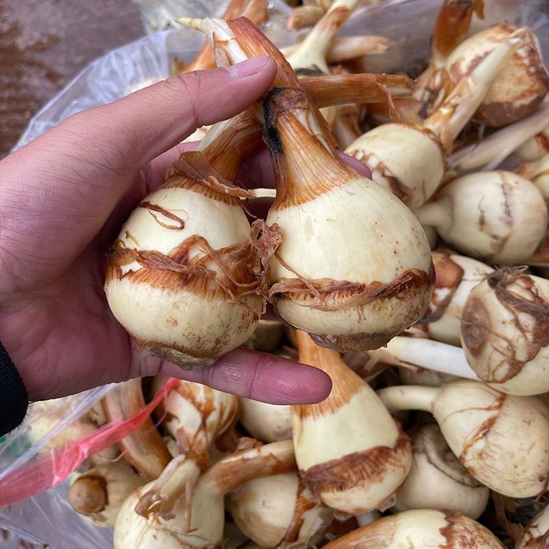 苏北新鲜白茨菰粉糯茨菰个大饱满