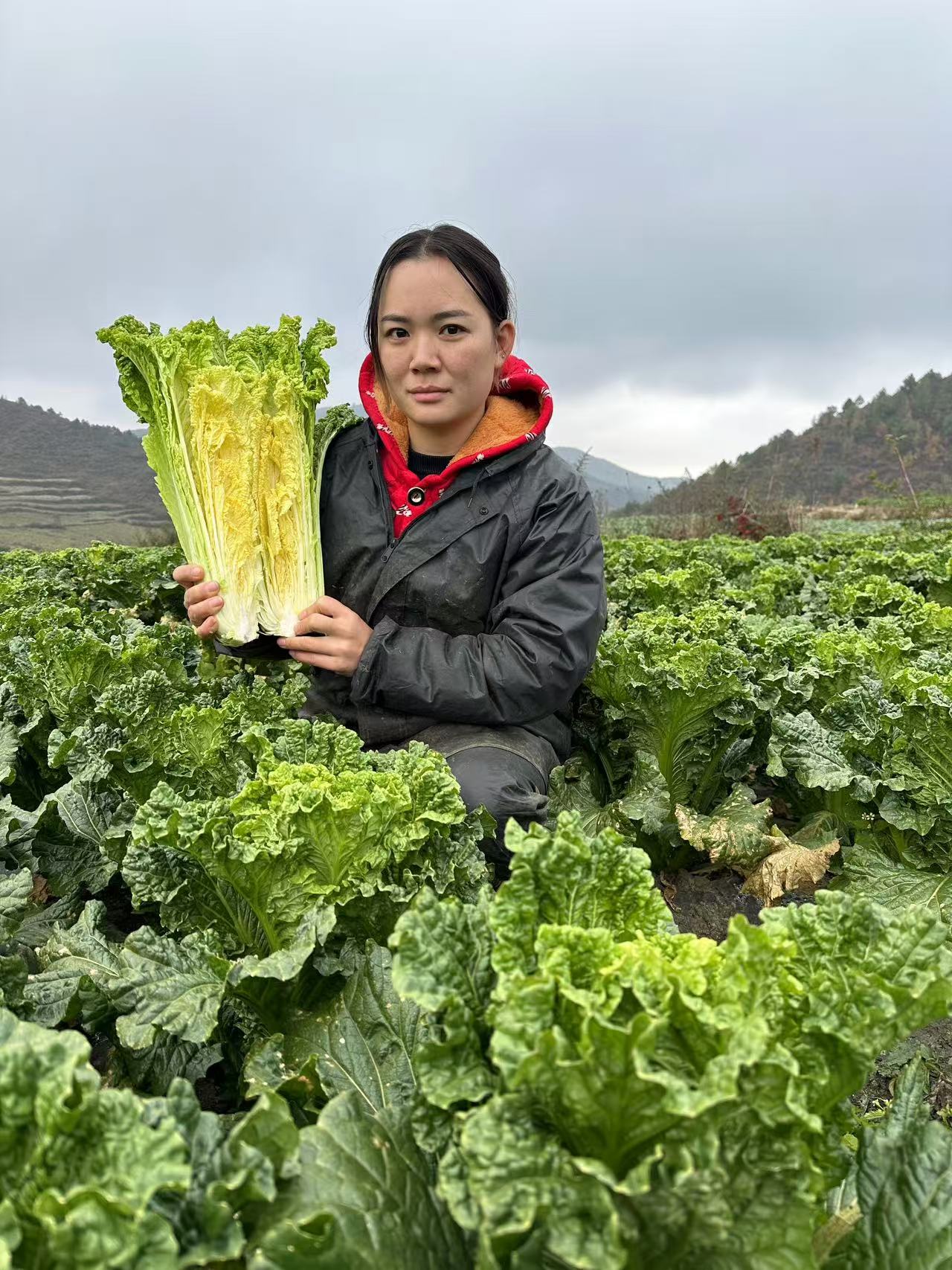 【贵州高山】露天种植农家自种青口白菜现砍现发5斤9斤新鲜包邮到家