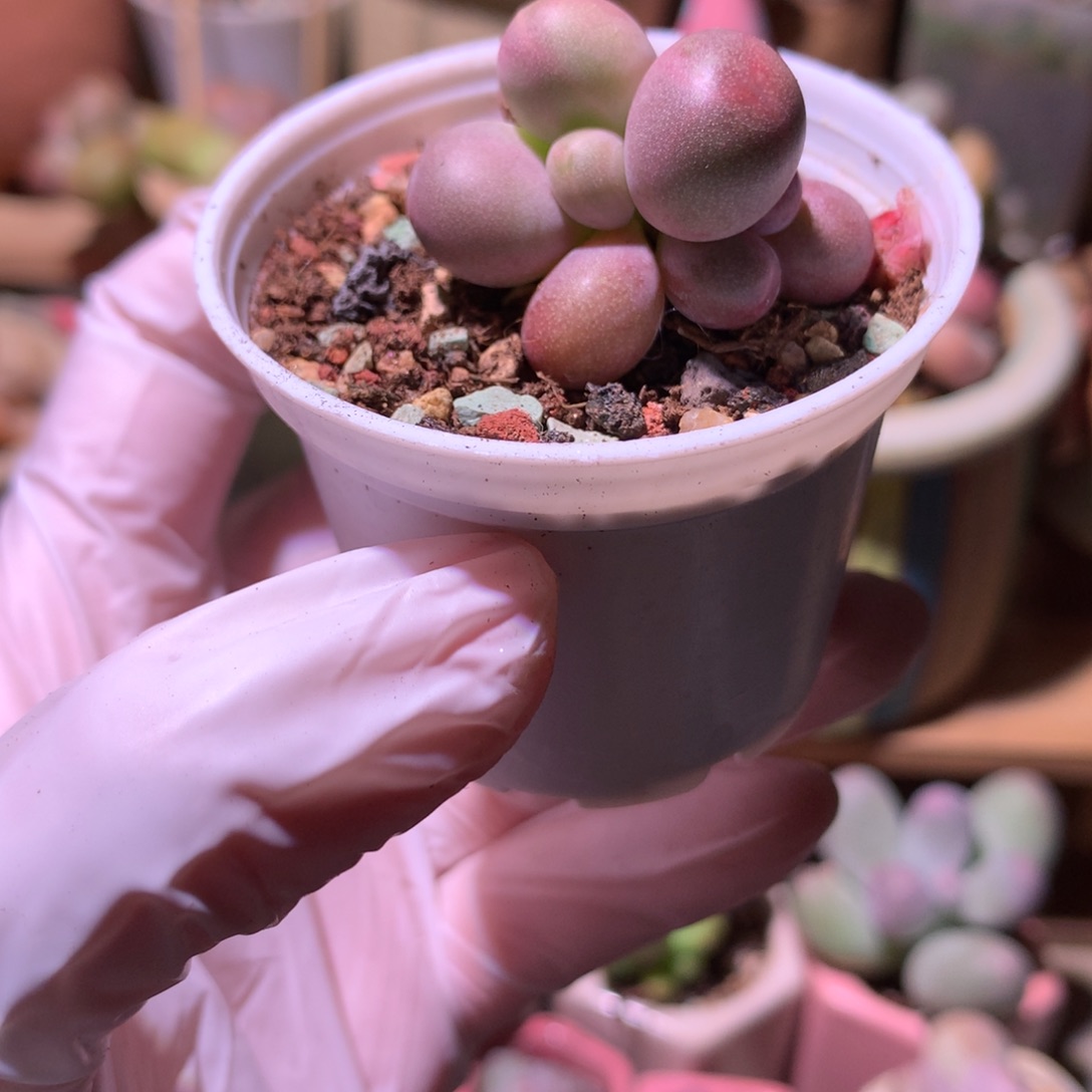 3cm 糖果群 不带盆。