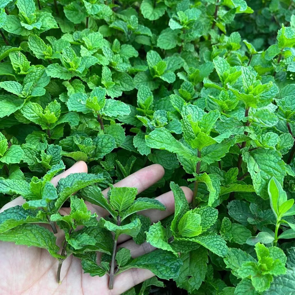 贵州新鲜薄荷叶农家自种 留兰香  狗肉香鱼香菜调料 现摘现发1斤
