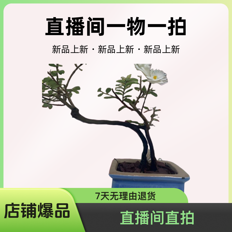 山桔盆景素材，直播间一物一拍