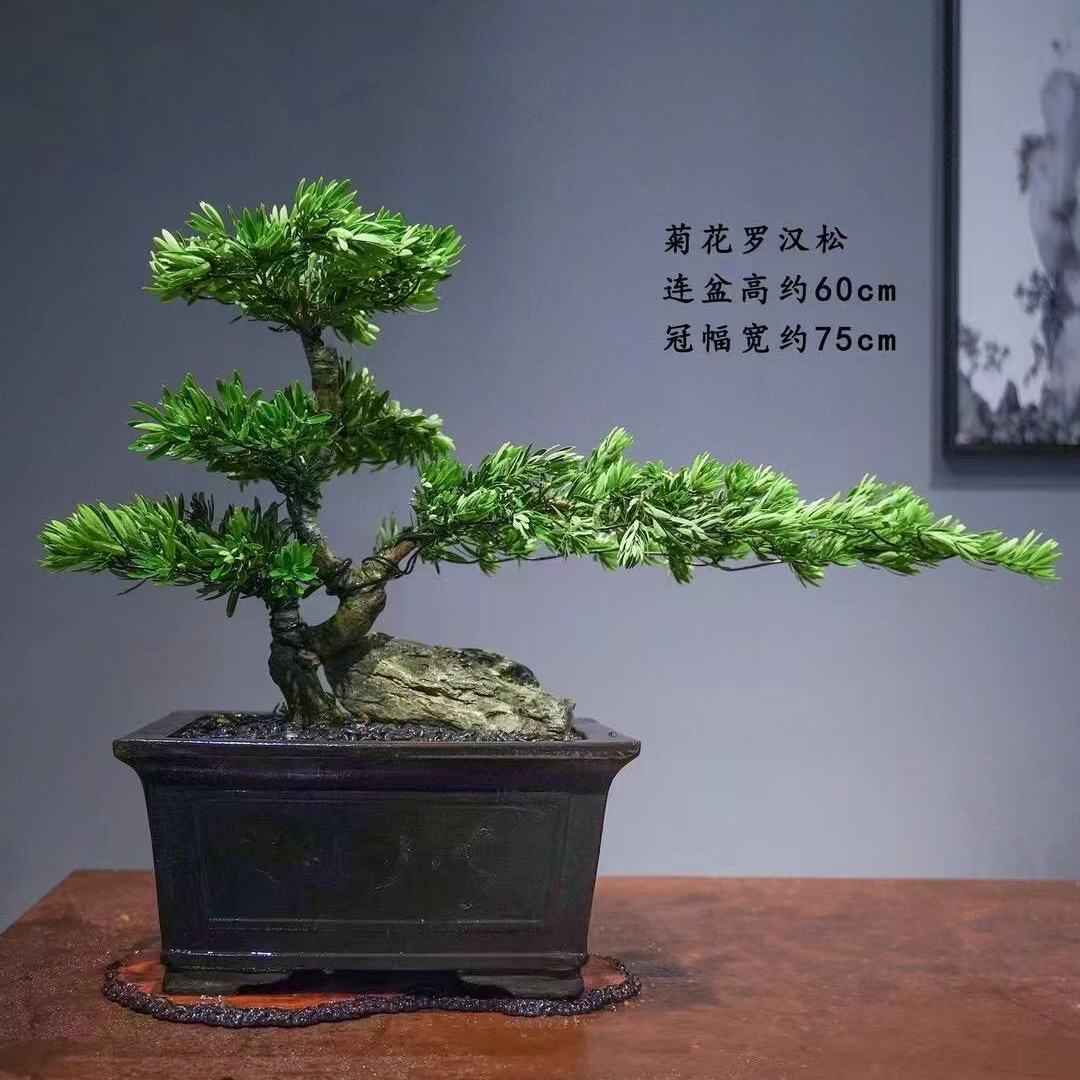 迎客松真树盆景室内外造型绿植庭院景观装饰