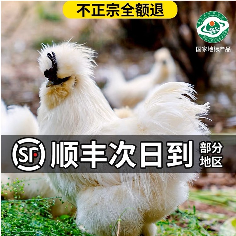 正宗原种泰和乌鸡公母自选  喝汤吃肉  顺丰包邮到家五谷林下散养