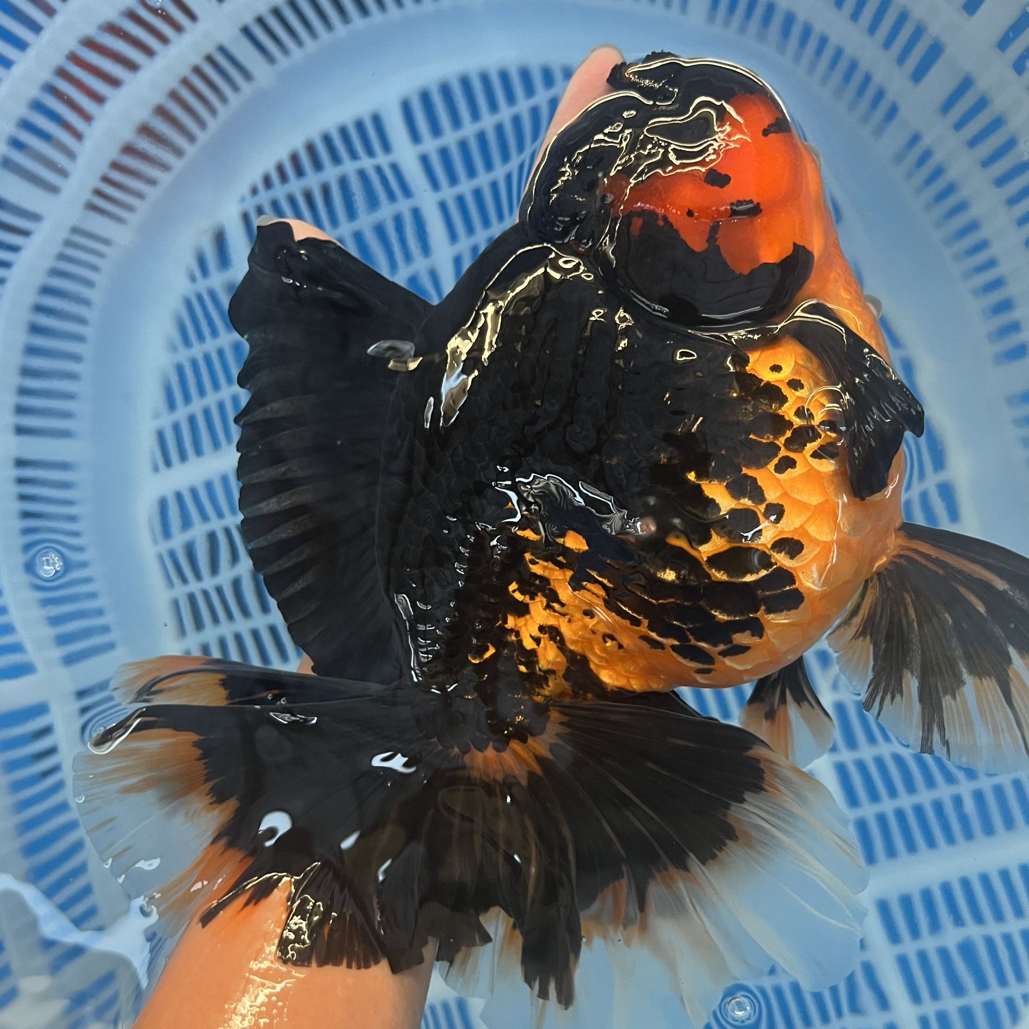 兰寿泰狮金鱼红白包金黑色麒麟奶牛